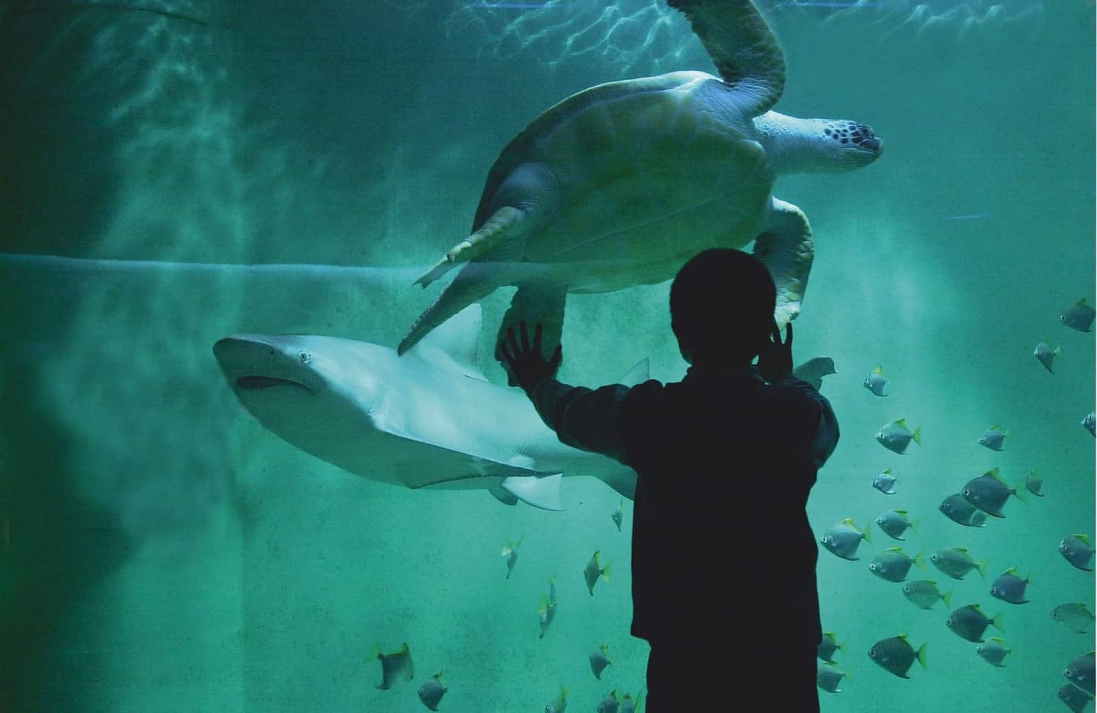 Visite Aquarium St Malo